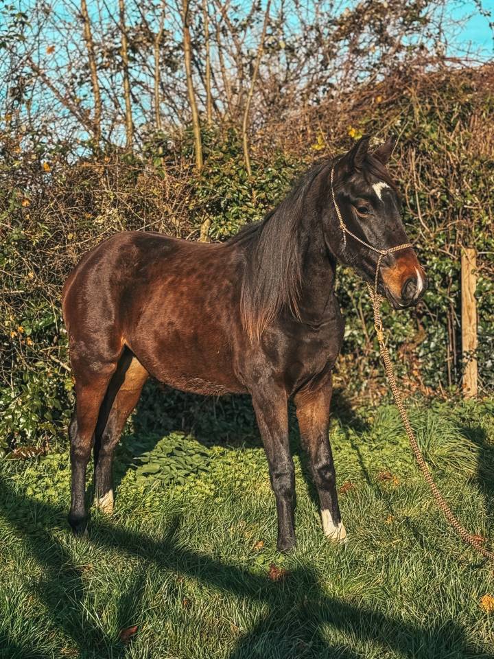 Puledra Westphalien In vendita 2024 Baio