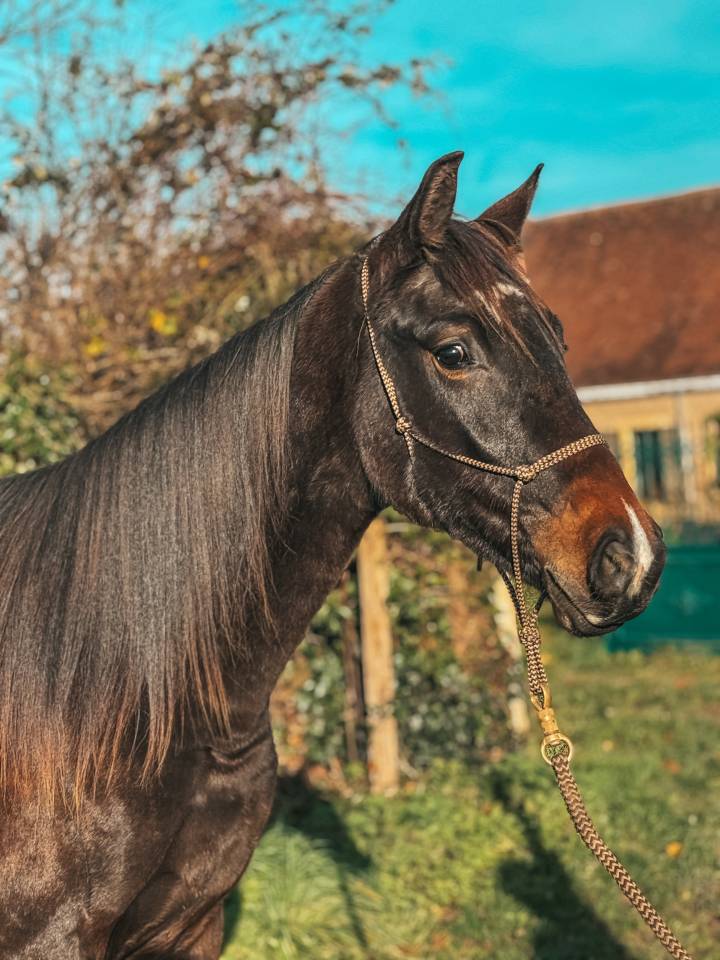 Puledra Westphalien In vendita 2024 Baio