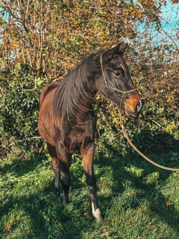 Puledra Westphalien In vendita 2024 Baio