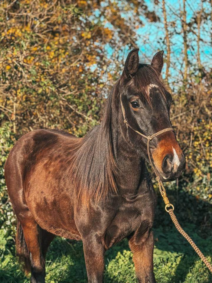 Puledra Westphalien In vendita 2024 Baio