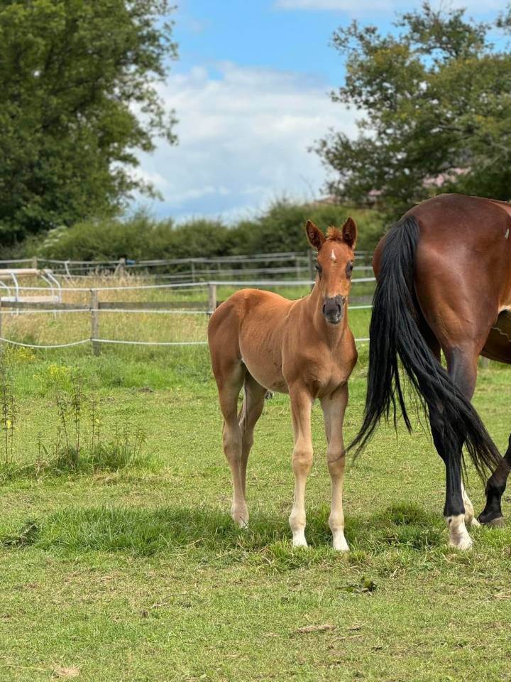 Puledra Sella Francese In vendita 2024 Sauro