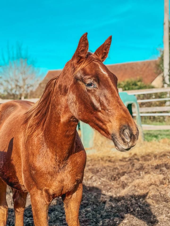 Puledra Sella Francese In vendita 2024 Sauro