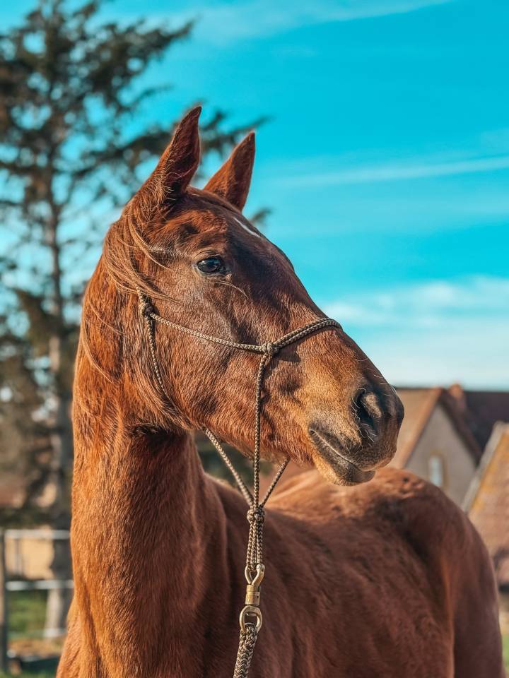Puledra Sella Francese In vendita 2024 Sauro