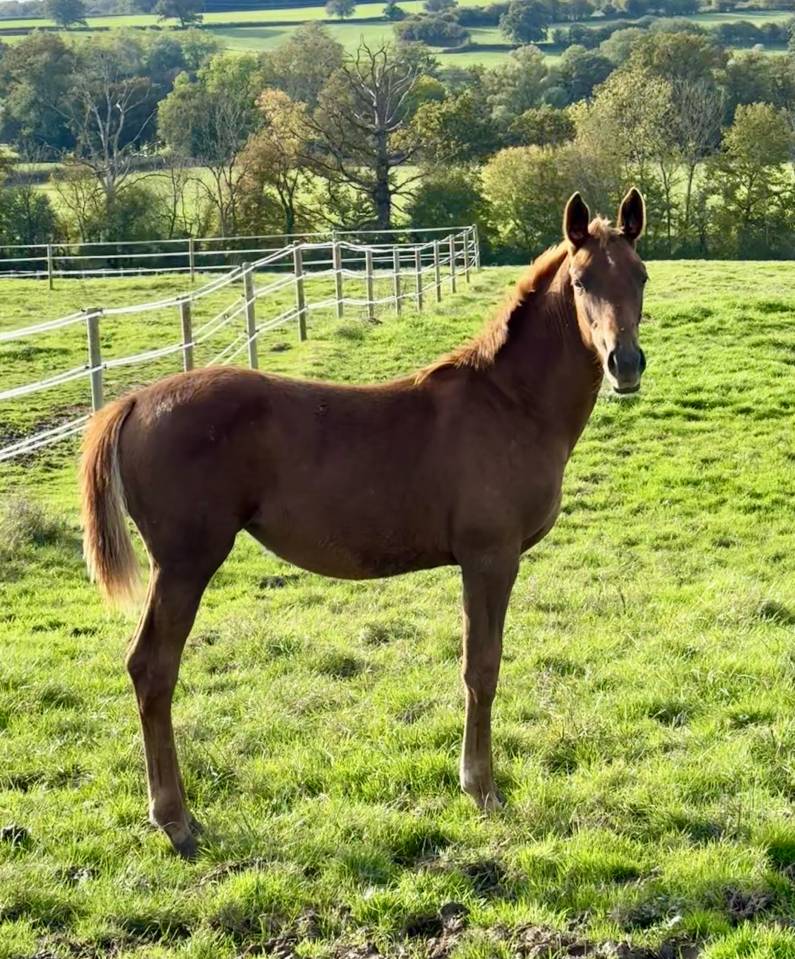 Puledra Sella Francese In vendita 2024 Sauro