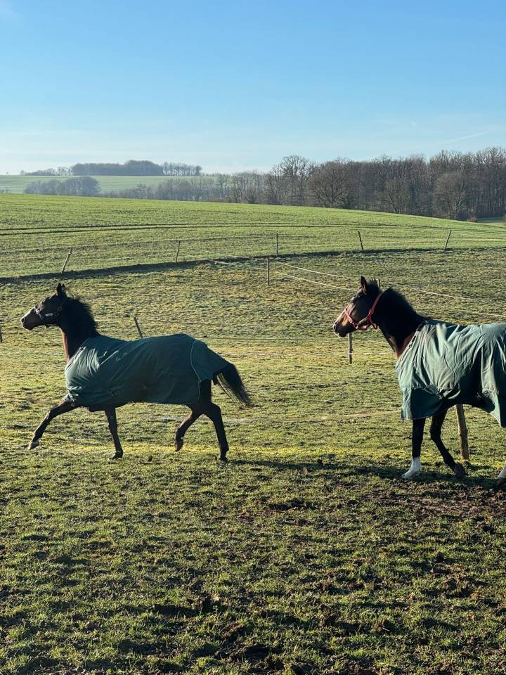 Castrone Australian Stock Horse In vendita 2018 Baio