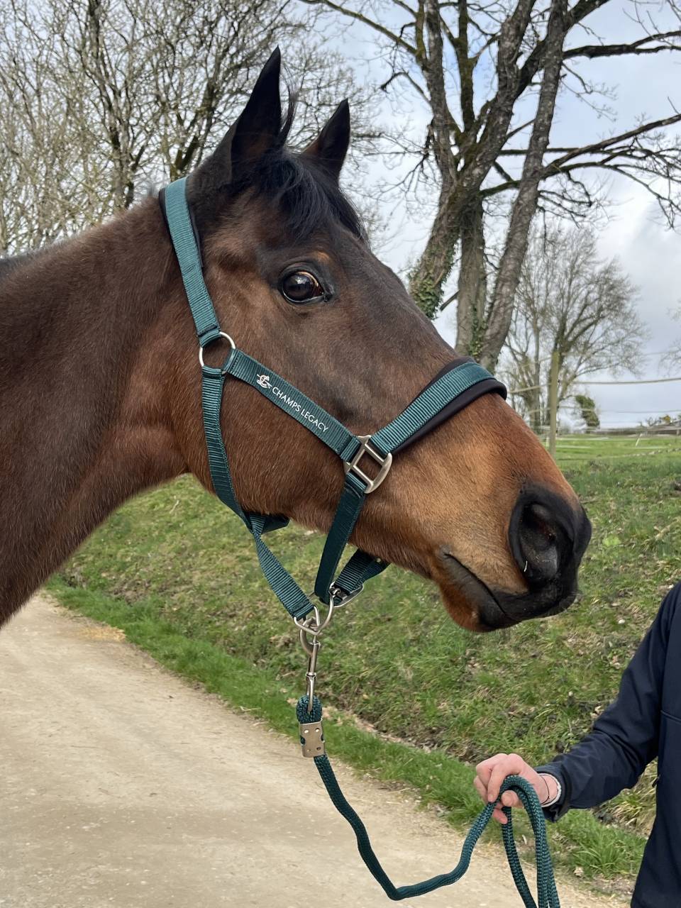 Castrone Australian Stock Horse In vendita 2018 Baio