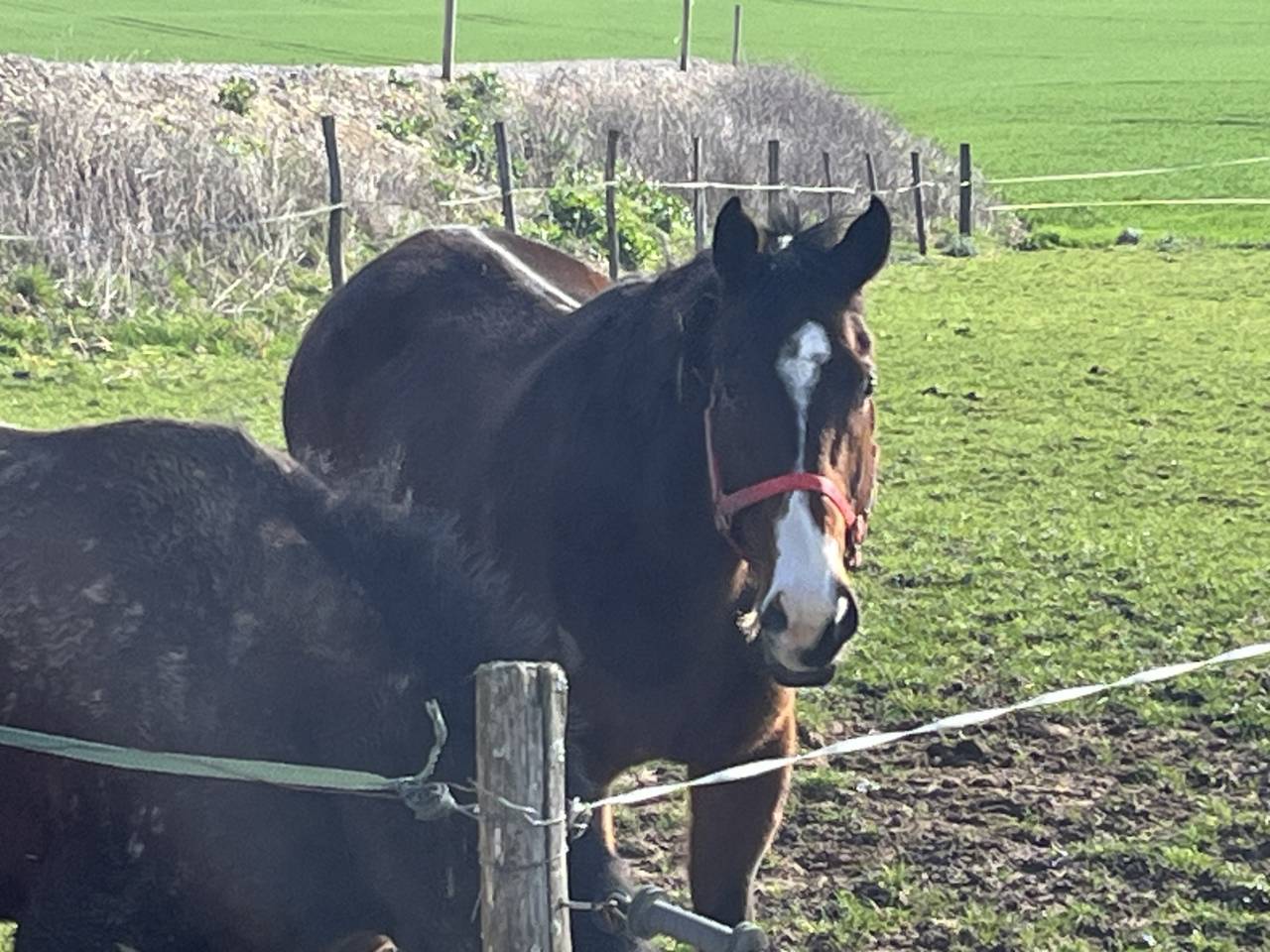 Castrone Australian Stock Horse In vendita 2018 Baio