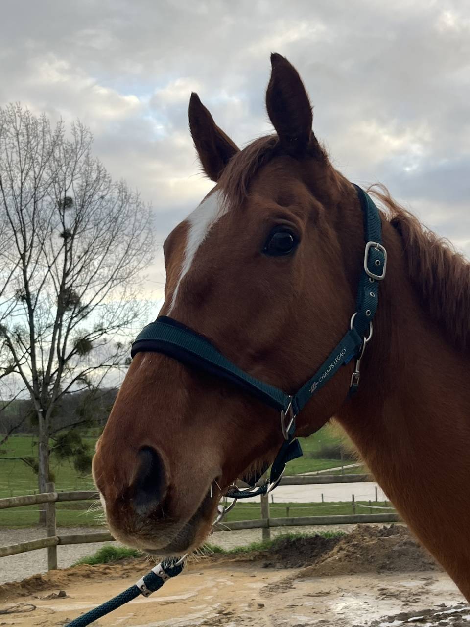 Castrone Australian Stock Horse In vendita 2018 Baio