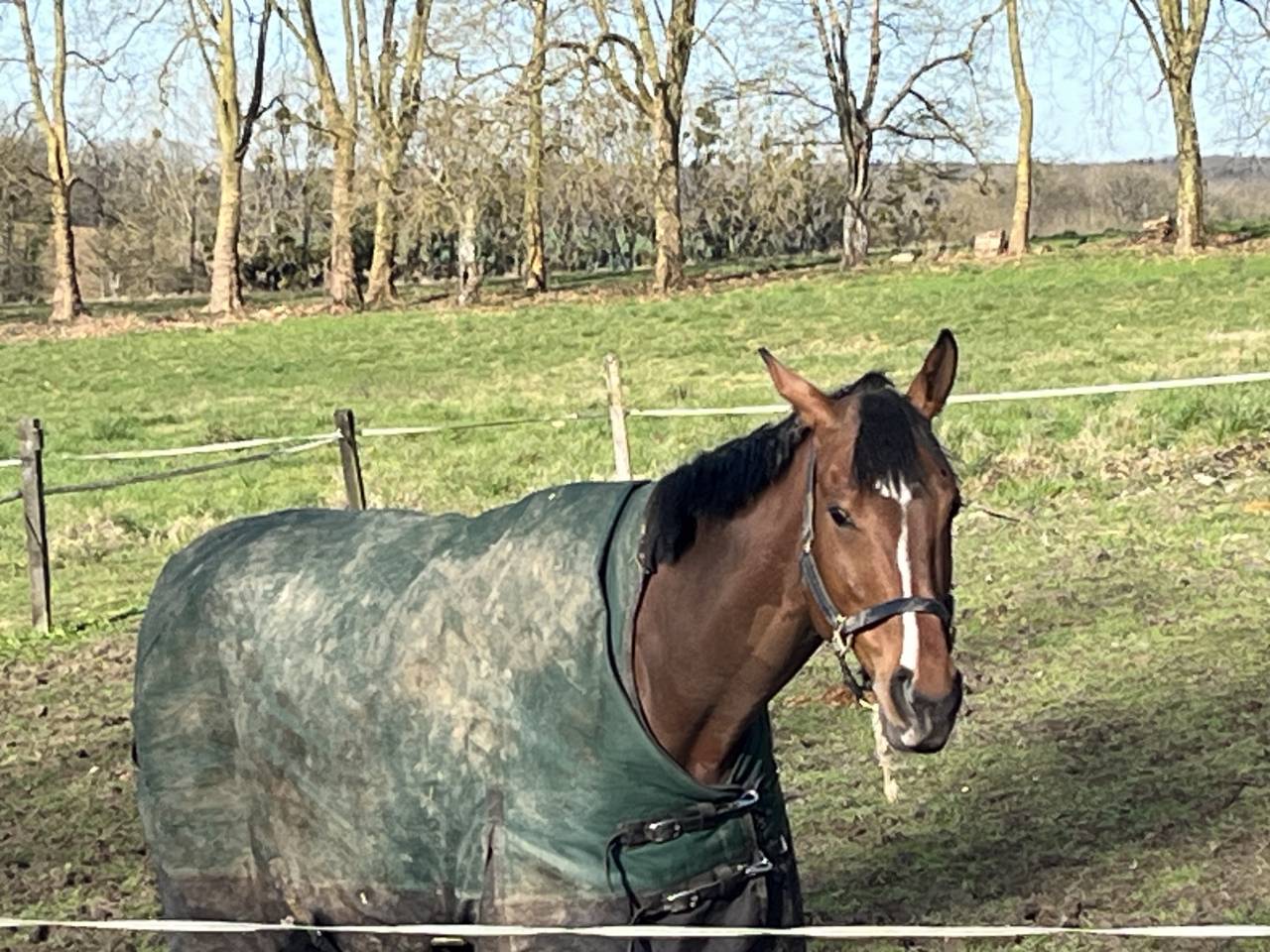Castrone Australian Stock Horse In vendita 2018 Baio