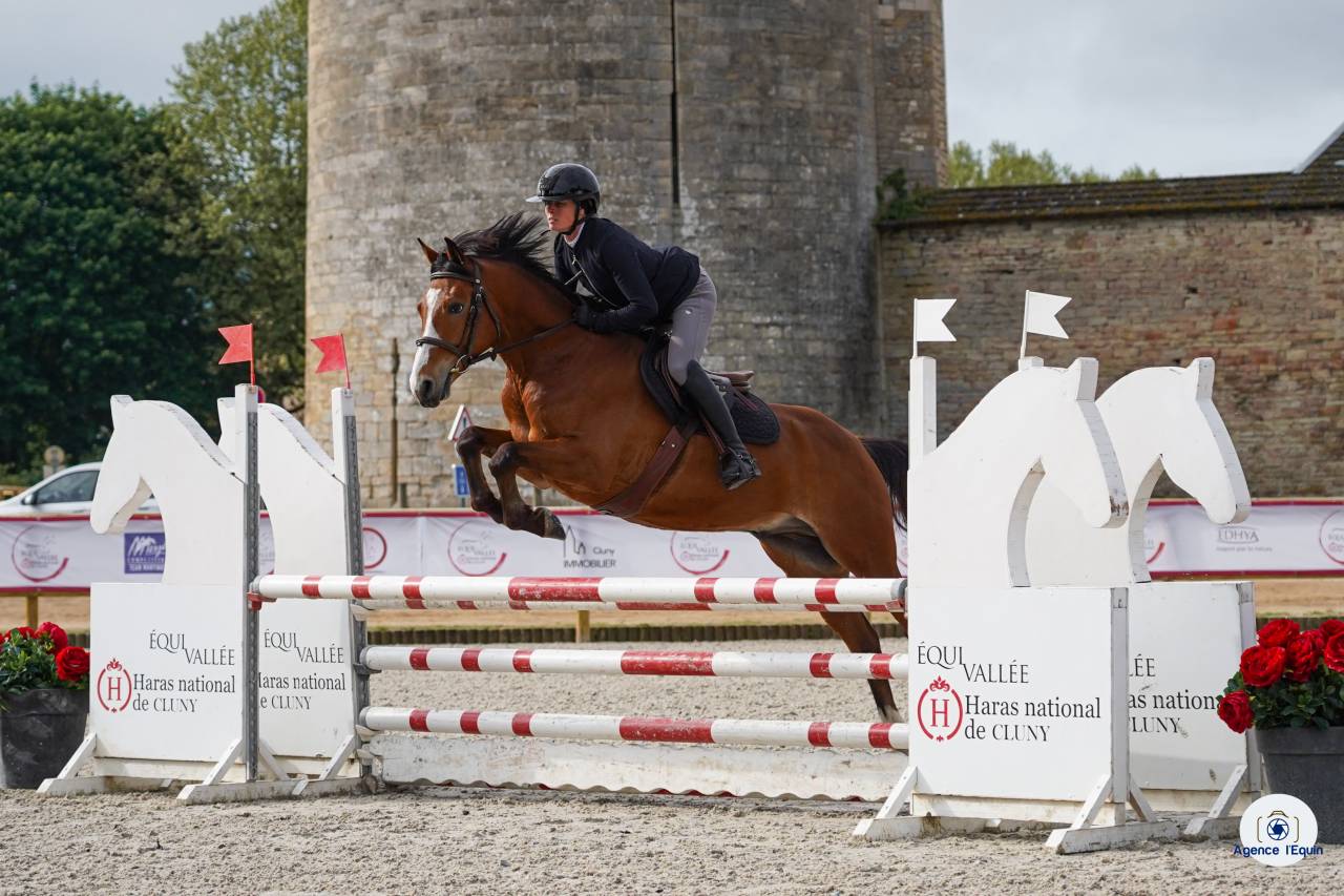 Castrone PFS Pony Francese da Sella In vendita 2021 Baio ,  Eye Catcher de Lourcq