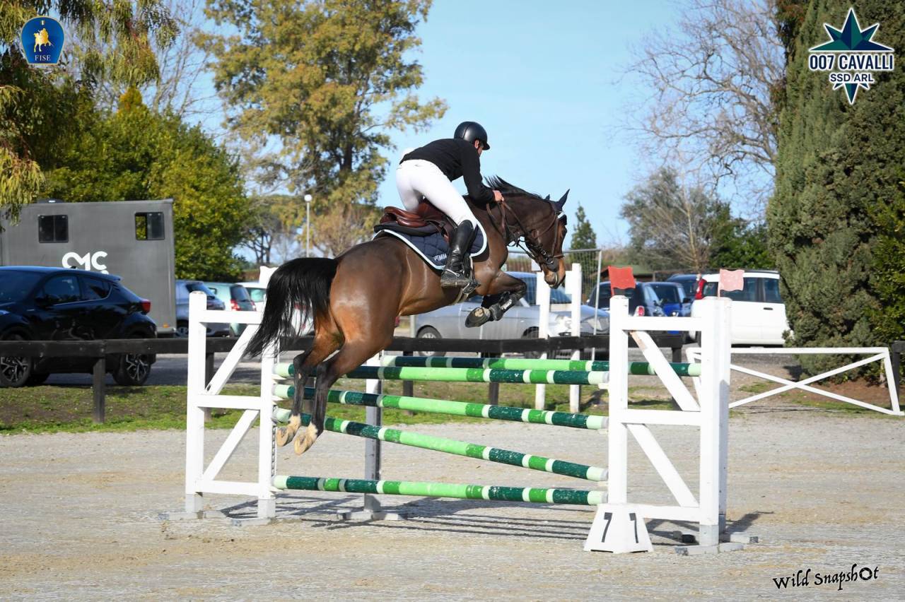 Cavalla da salto con grande cuore e qualit&agrave;