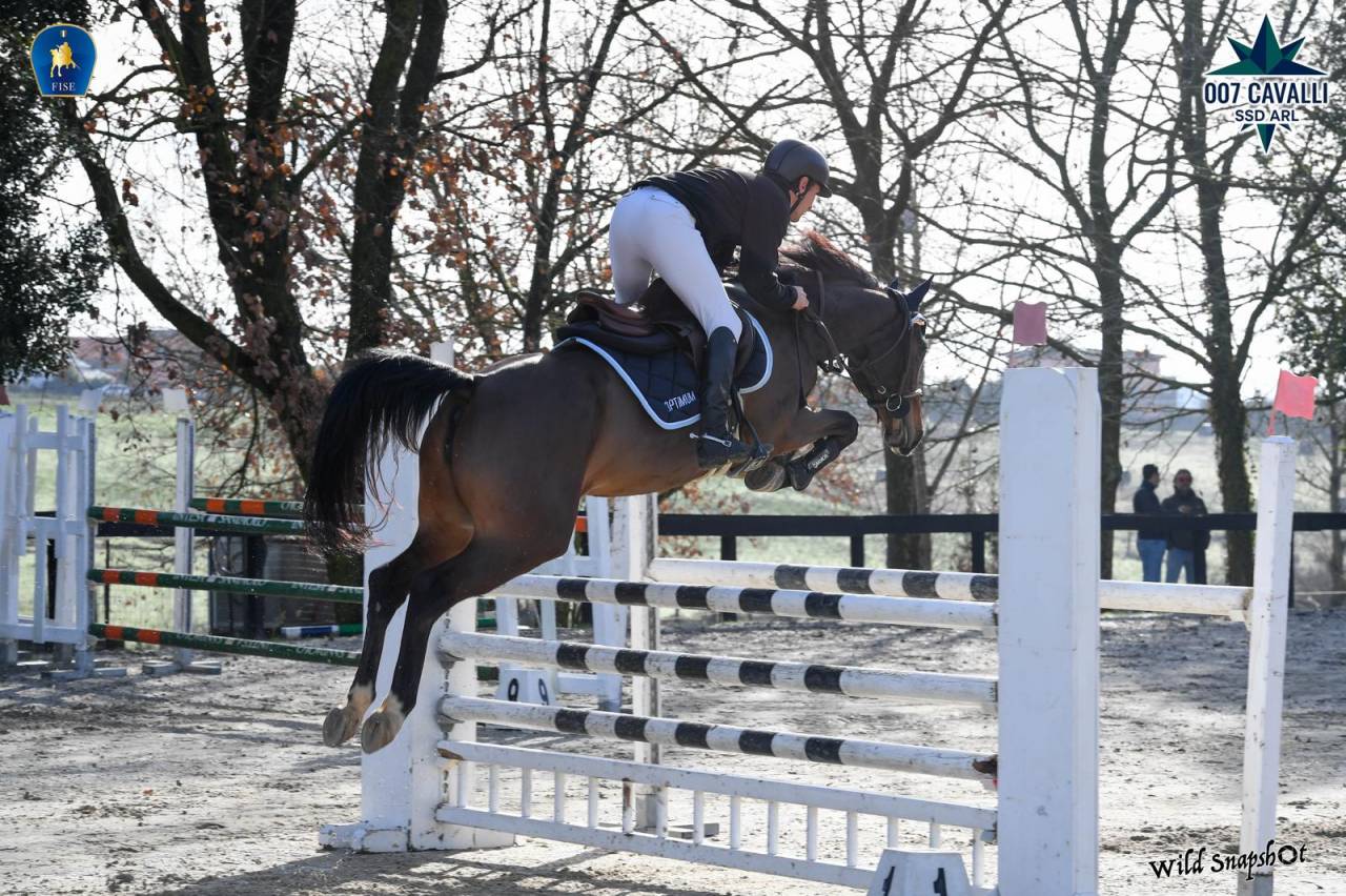 Cavalla da salto con grande cuore e qualit&agrave;