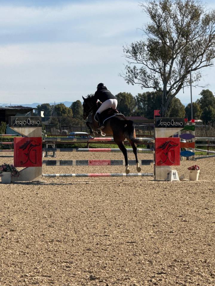 Cavalla da salto con grande cuore e qualit&agrave;