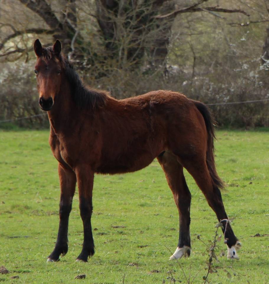 Puledro Sella Francese In vendita 2025 Baio