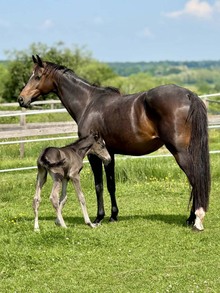 Cavalla Oldenburger In vendita 2019 Baio ,  Kremlin md