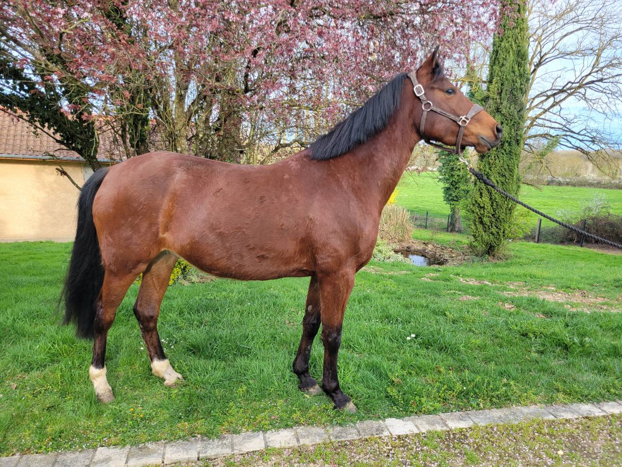 Cavalla PFS Pony Francese da Sella In vendita 2021 Baio ,  Etadam d&rsquo;Odival