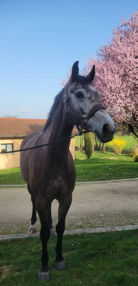 Cavalla Sella Francese In vendita 2022 Grigio