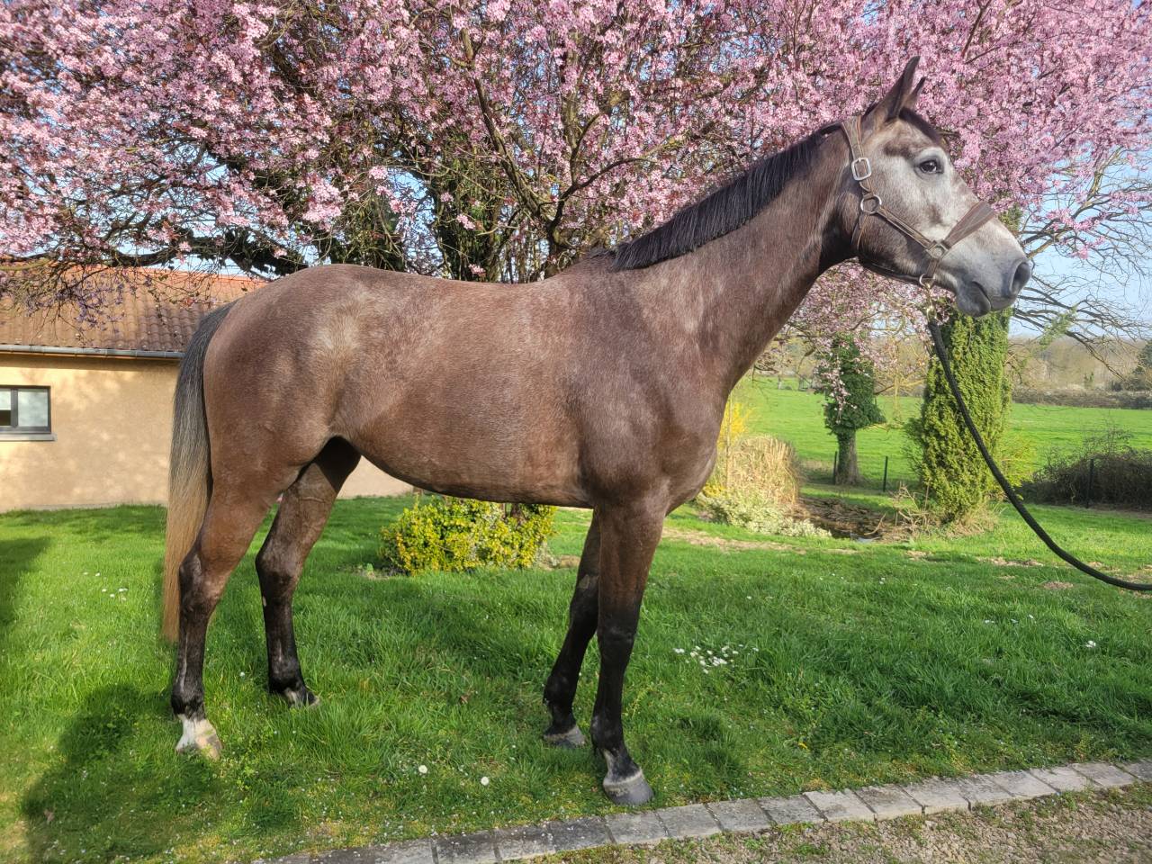 Cavalla Sella Francese In vendita 2022 Grigio