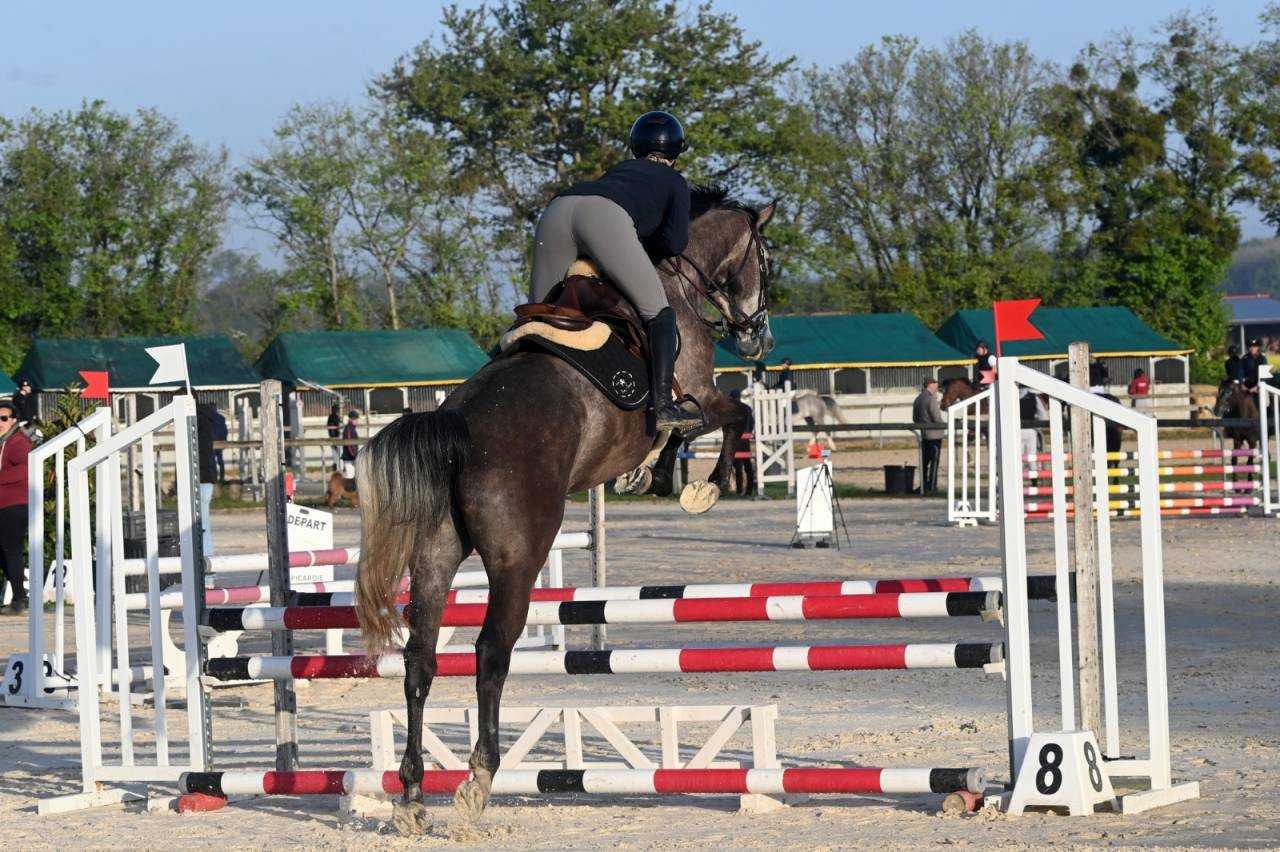 Cavalla Sella Francese In vendita 2022 Grigio