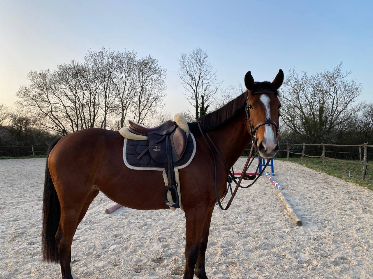 Cavalla Sella Francese In vendita 2022 Baio