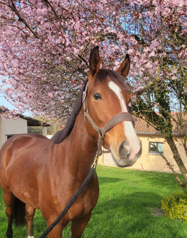 Cavalla Sella Francese In vendita 2022 Baio