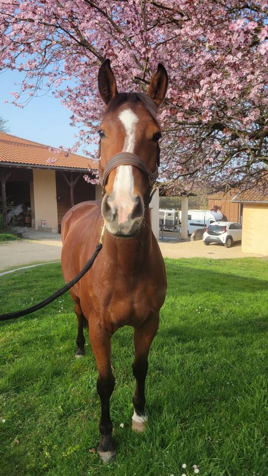 Cavalla Sella Francese In vendita 2022 Baio