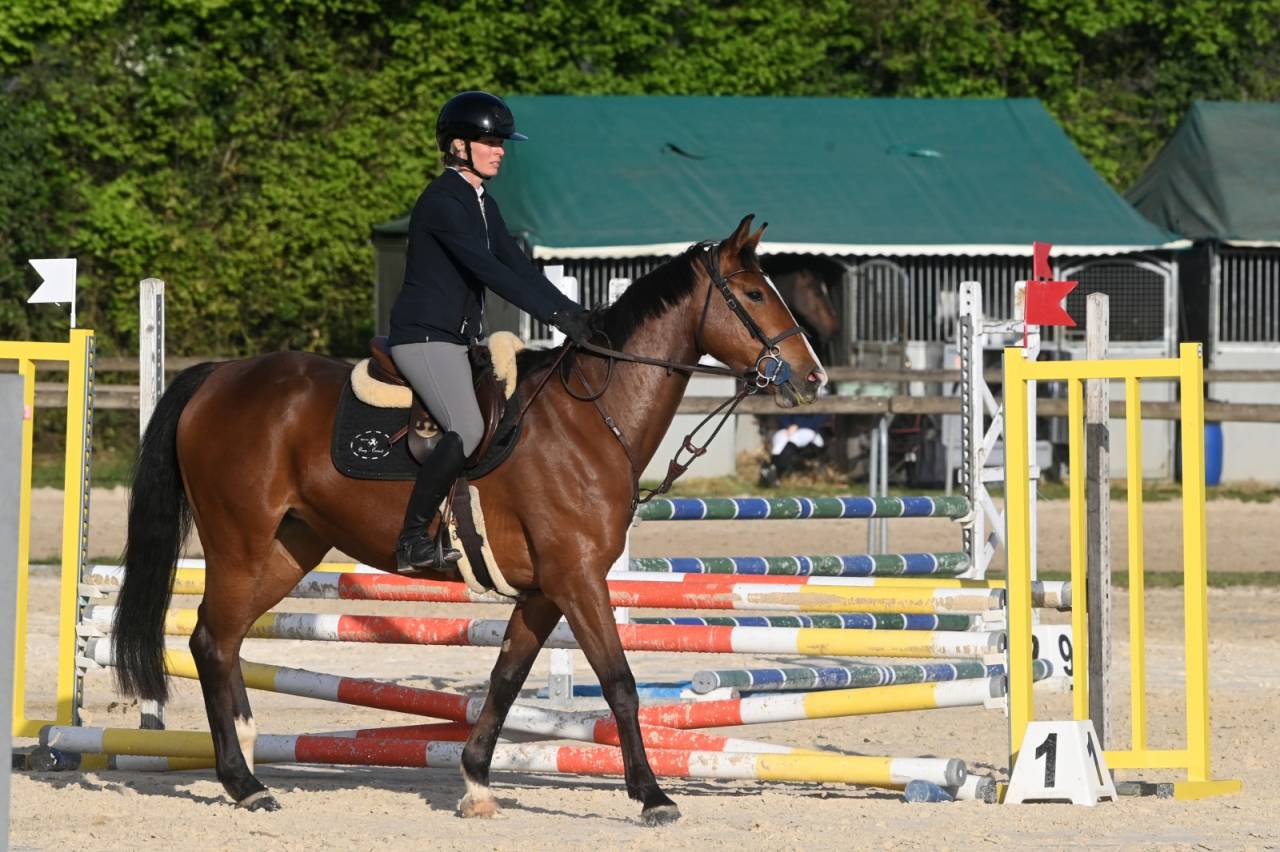 Cavalla Sella Francese In vendita 2022 Baio