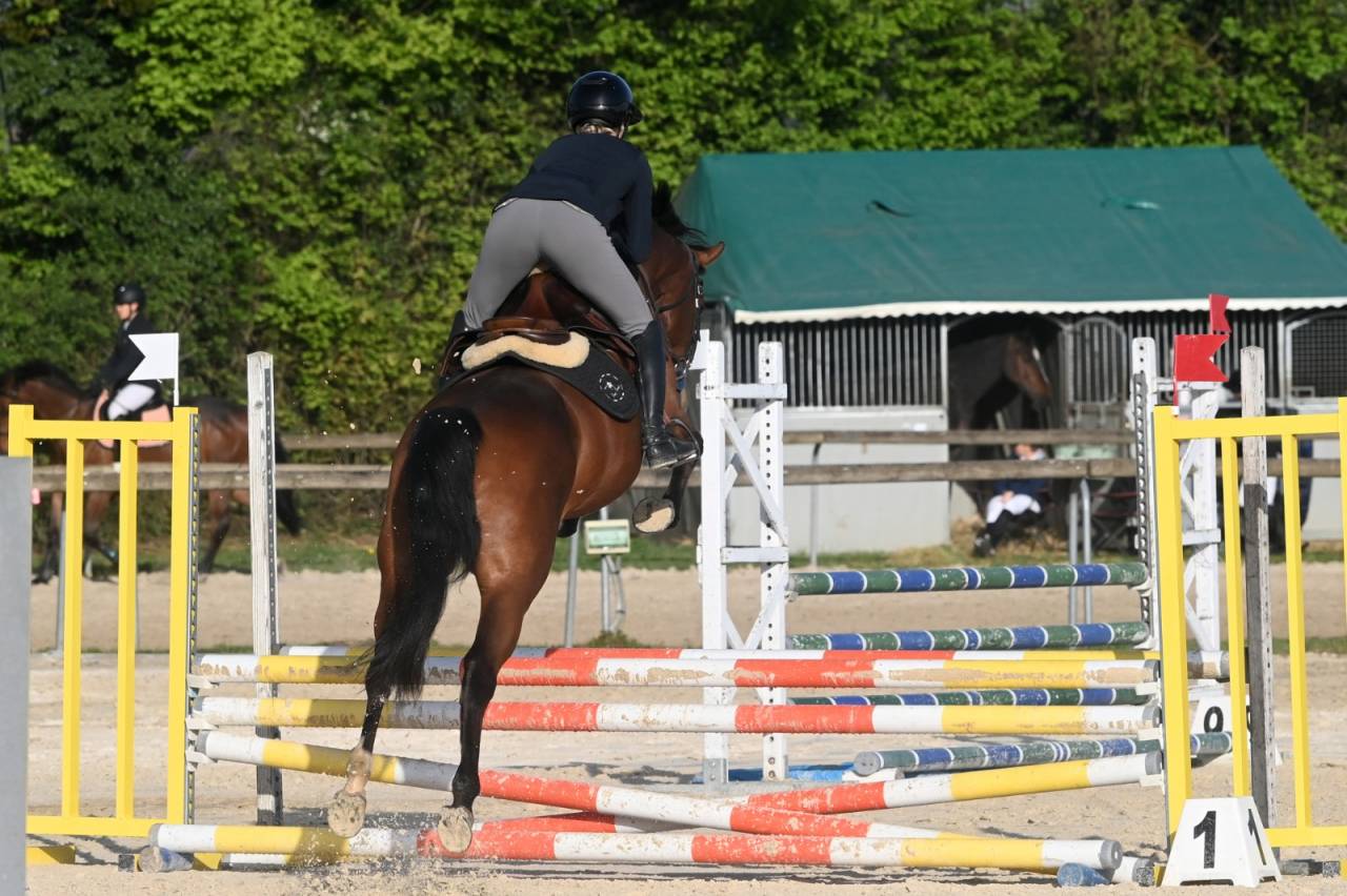 Cavalla Sella Francese In vendita 2022 Baio