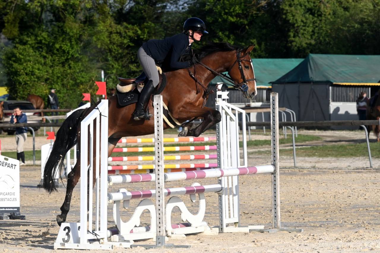 Cavalla Sella Francese In vendita 2022 Baio