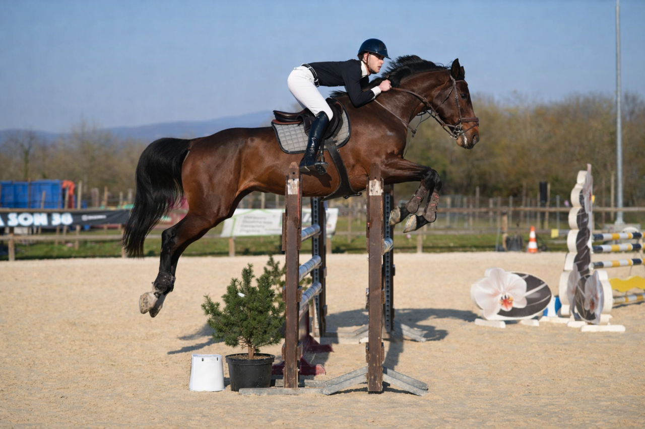 Cavalla Zangersheide In vendita 2011 Baio