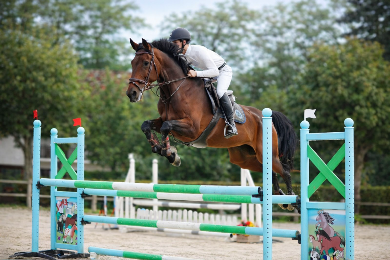 Cavalla Zangersheide In vendita 2011 Baio