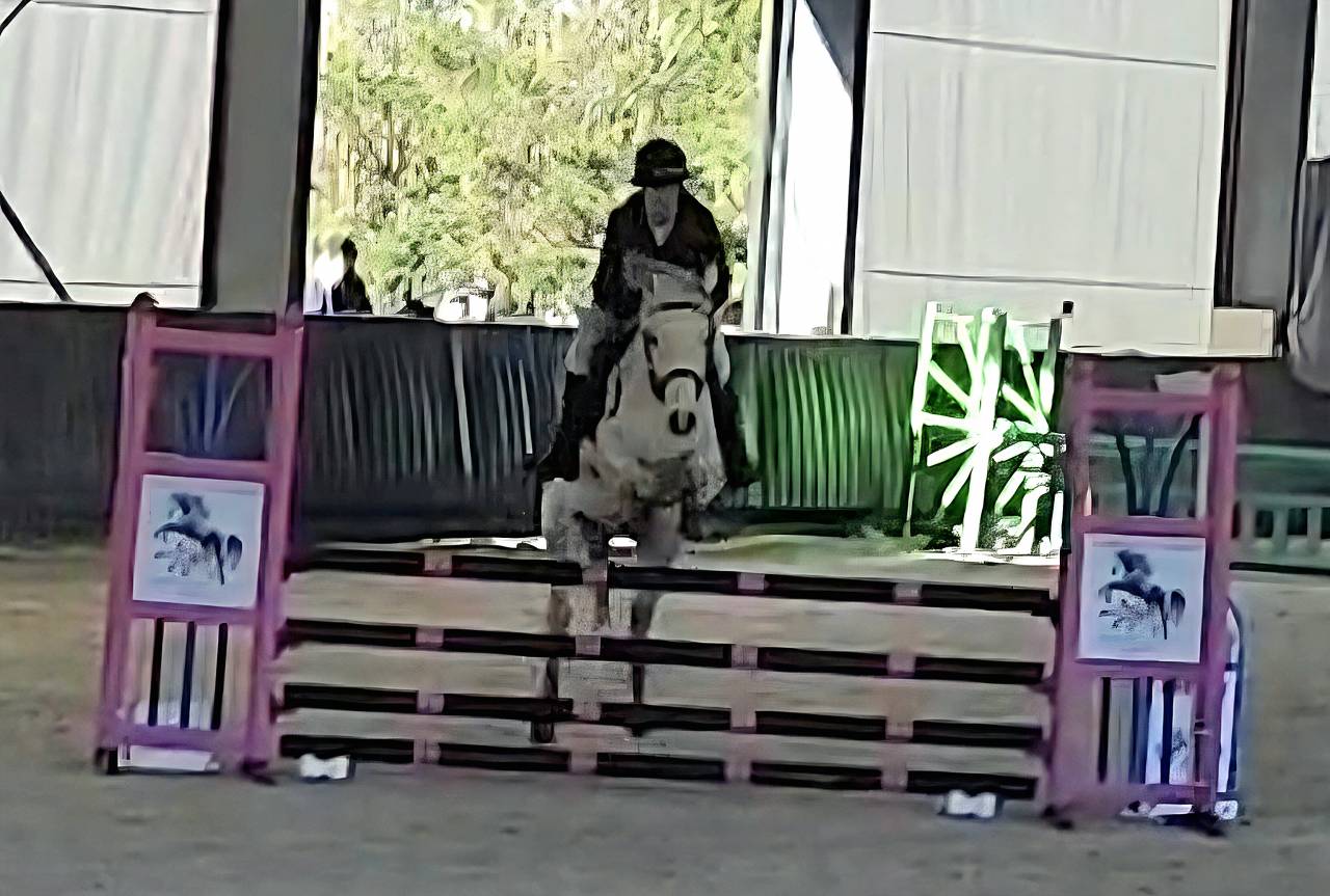 Castrone PFS Pony Francese da Sella In vendita 2018 Grigio