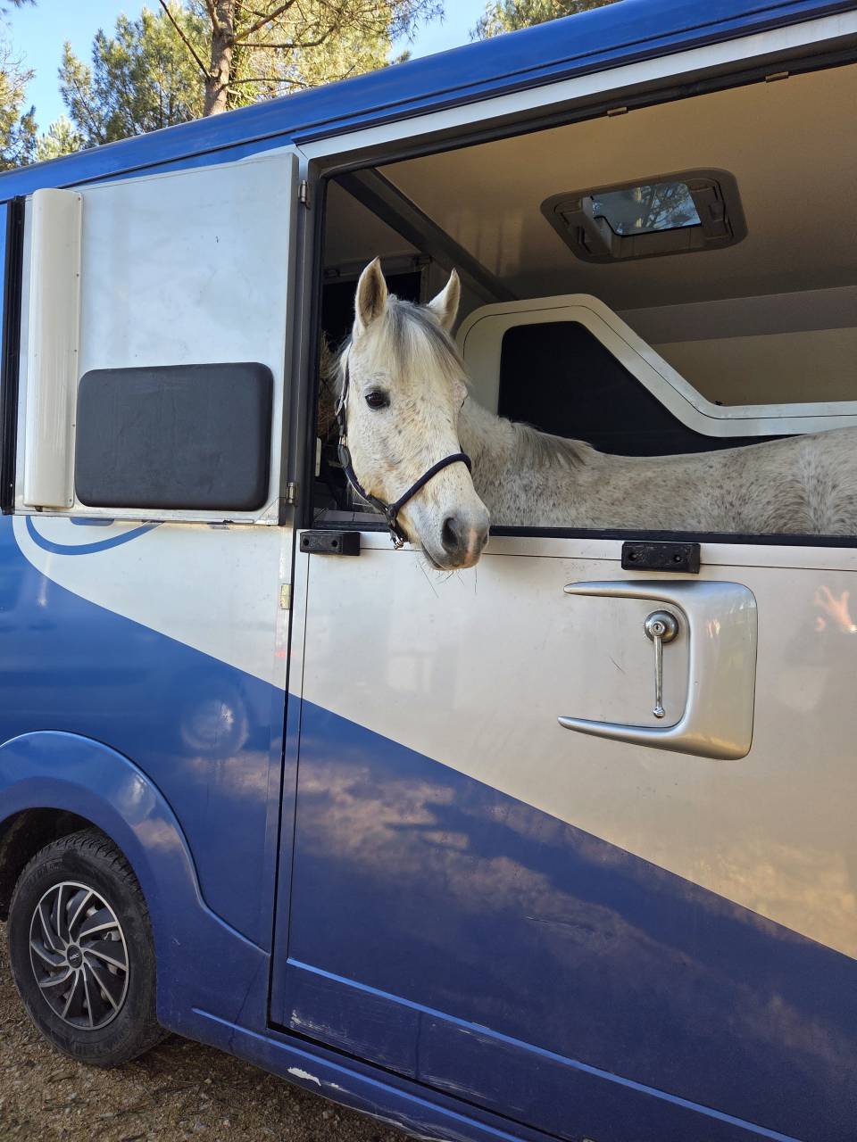 Castrone PFS Pony Francese da Sella In vendita 2018 Grigio