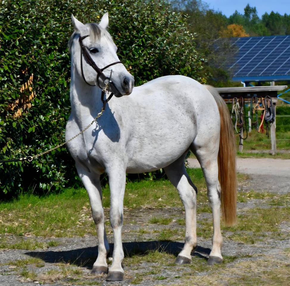Castrone PFS Pony Francese da Sella In vendita 2018 Grigio