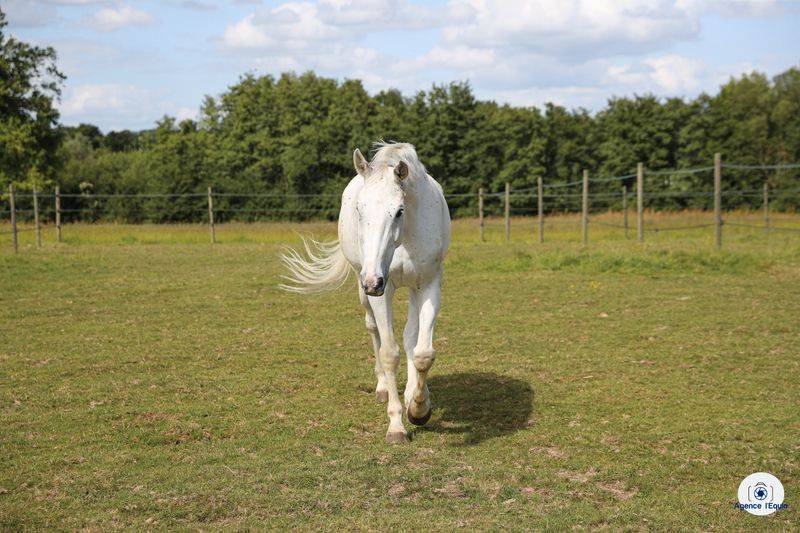 Les &eacute;curies de Marenoire  