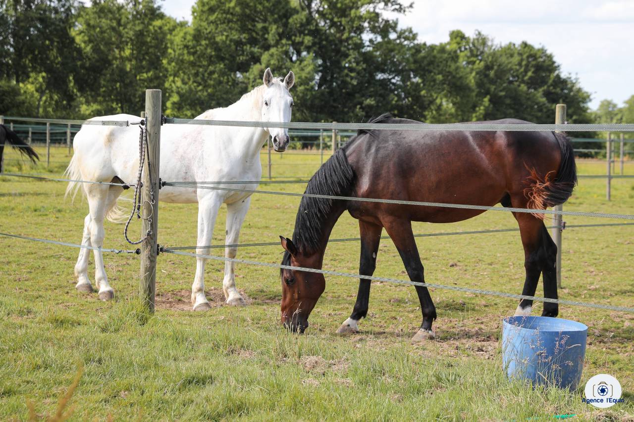 Les &eacute;curies de Marenoire  