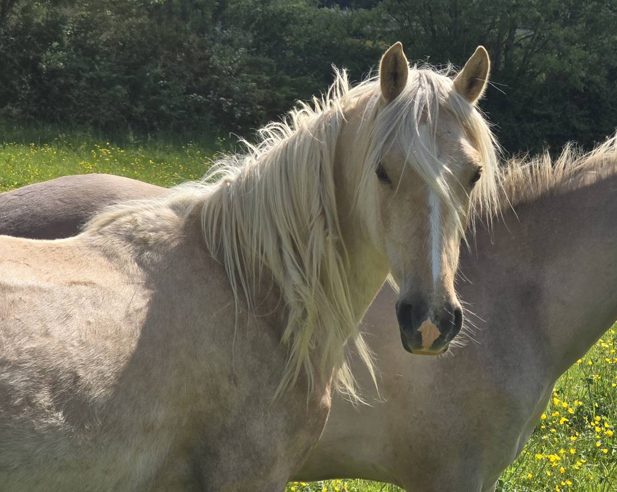 Cavalla Welsh Poney (Sezione D), Welsh Cob  In vendita 2023 Palomino ,  Just a breeze Kiba