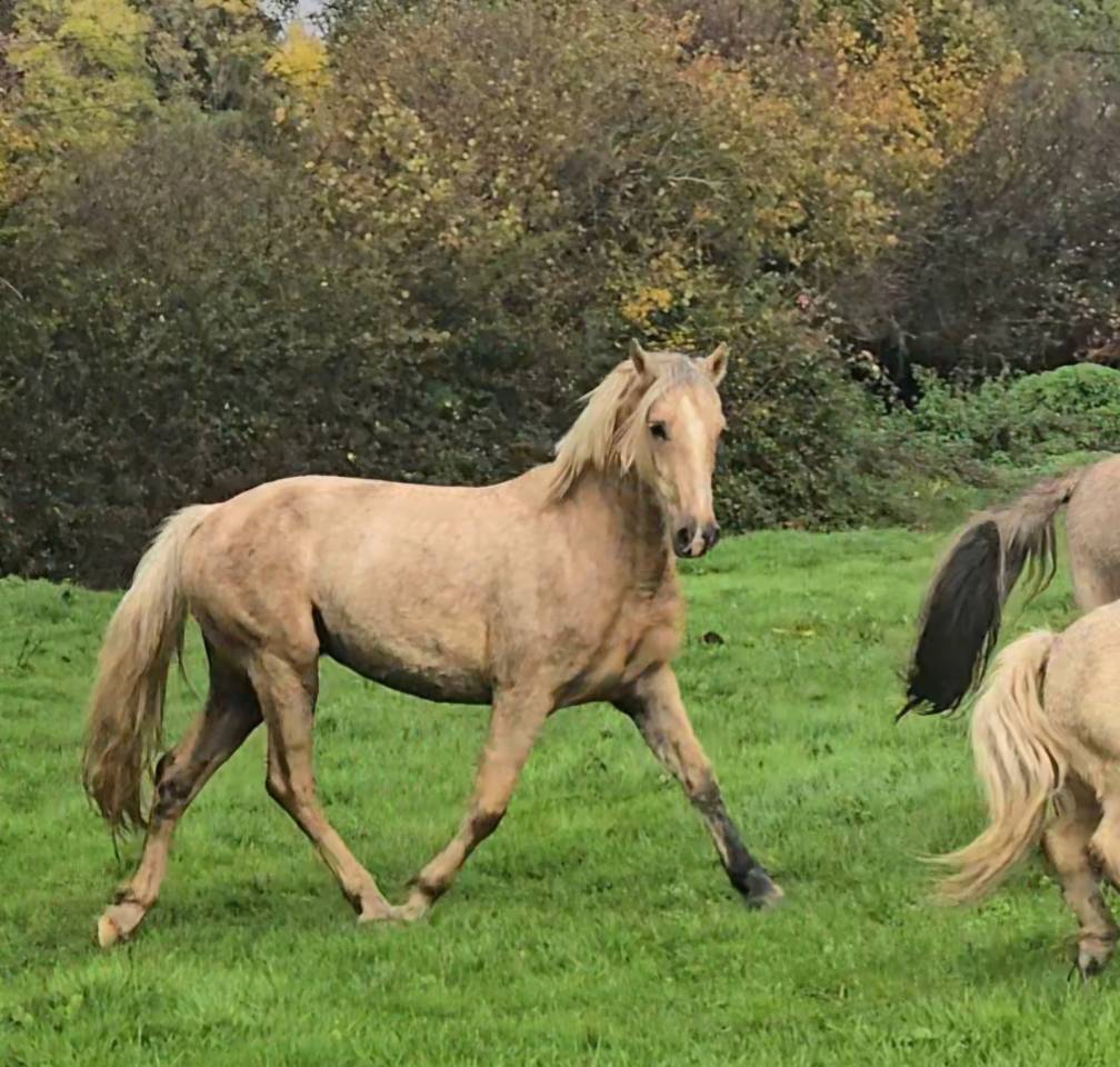 Cavalla Welsh Poney (Sezione D), Welsh Cob  In vendita 2023 Palomino ,  Just a breeze Kiba