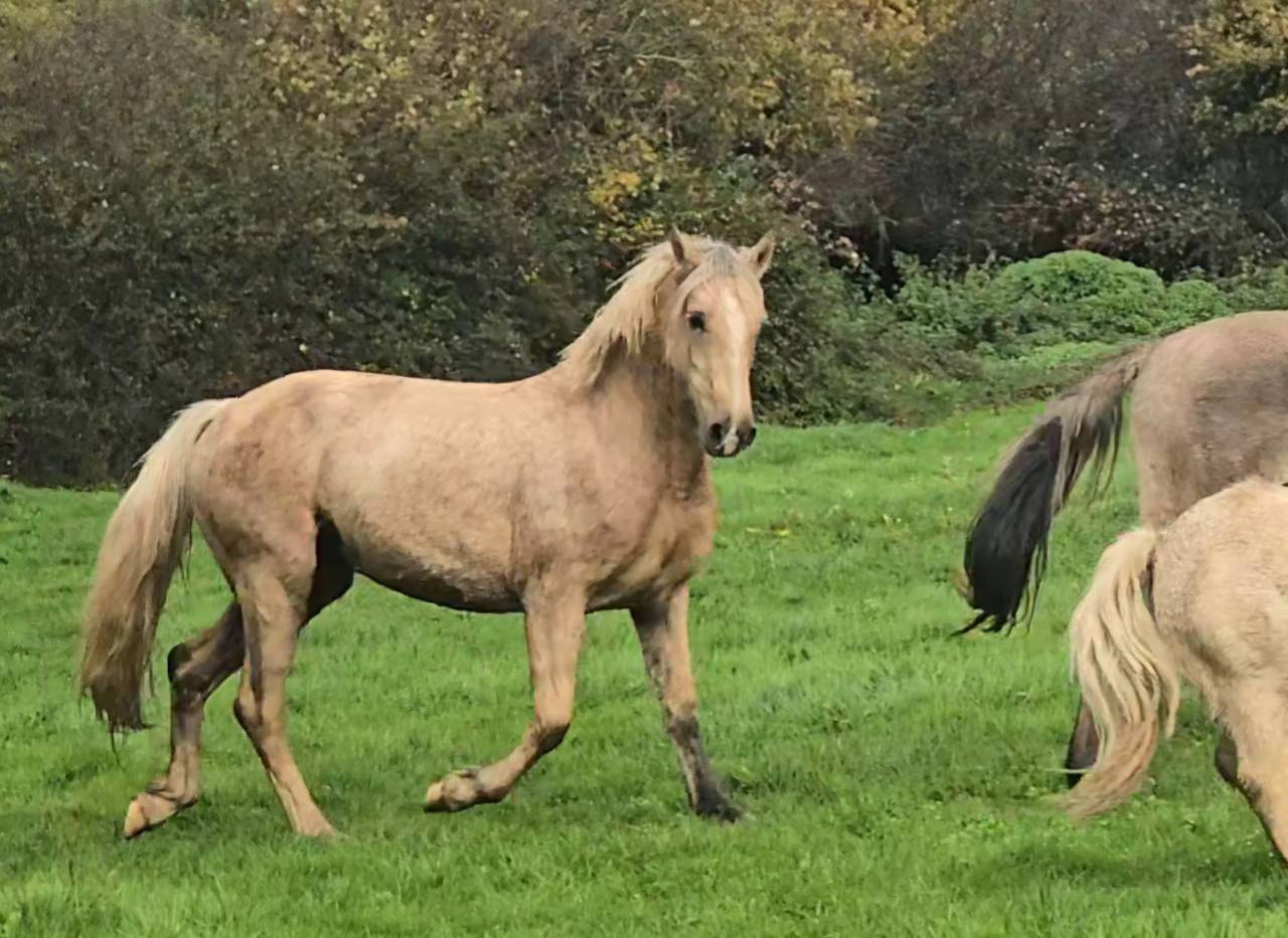 Cavalla Welsh Poney (Sezione D), Welsh Cob  In vendita 2023 Palomino ,  Just a breeze Kiba
