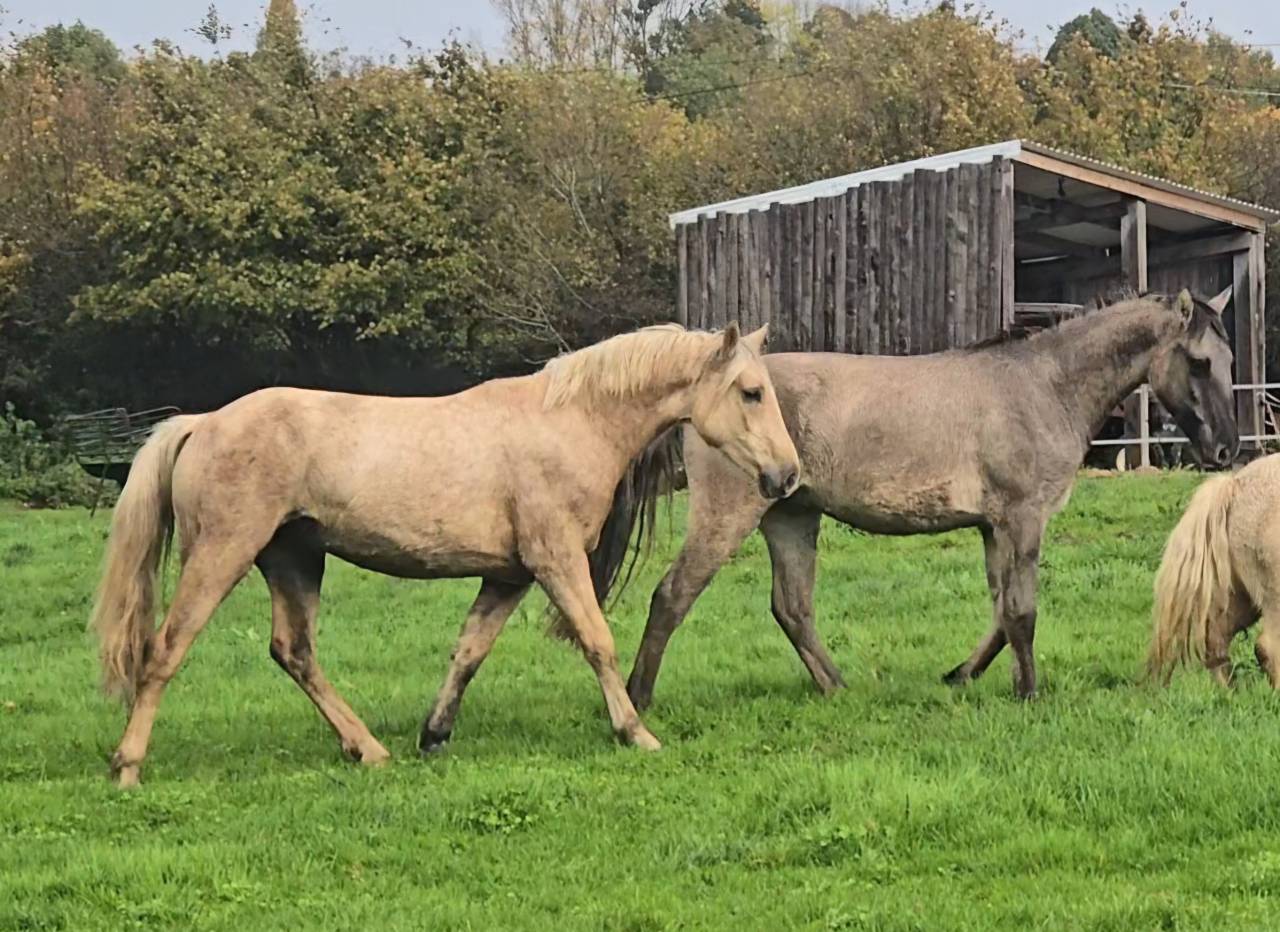 Cavalla Welsh Poney (Sezione D), Welsh Cob  In vendita 2023 Palomino ,  Just a breeze Kiba