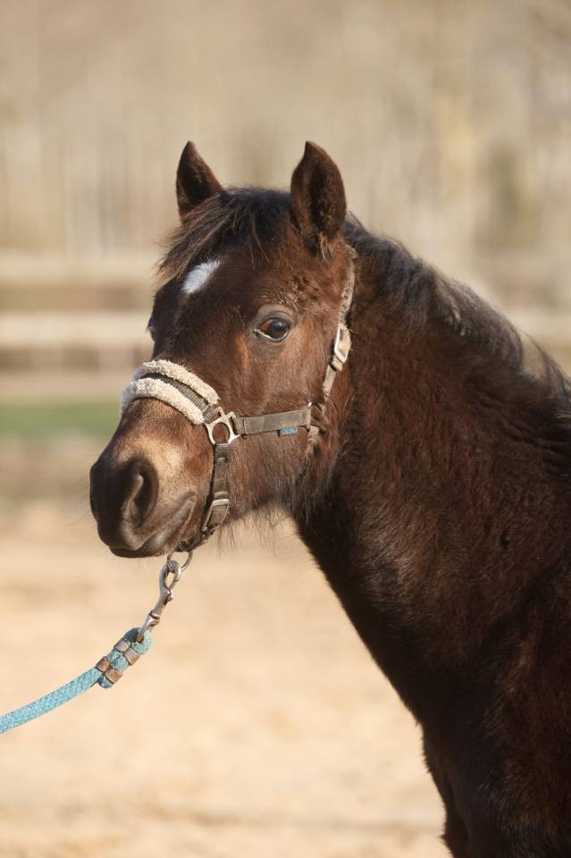 Castrone New Forest In vendita 2025 Isabella ,  L'ancelot du m&eacute;nage