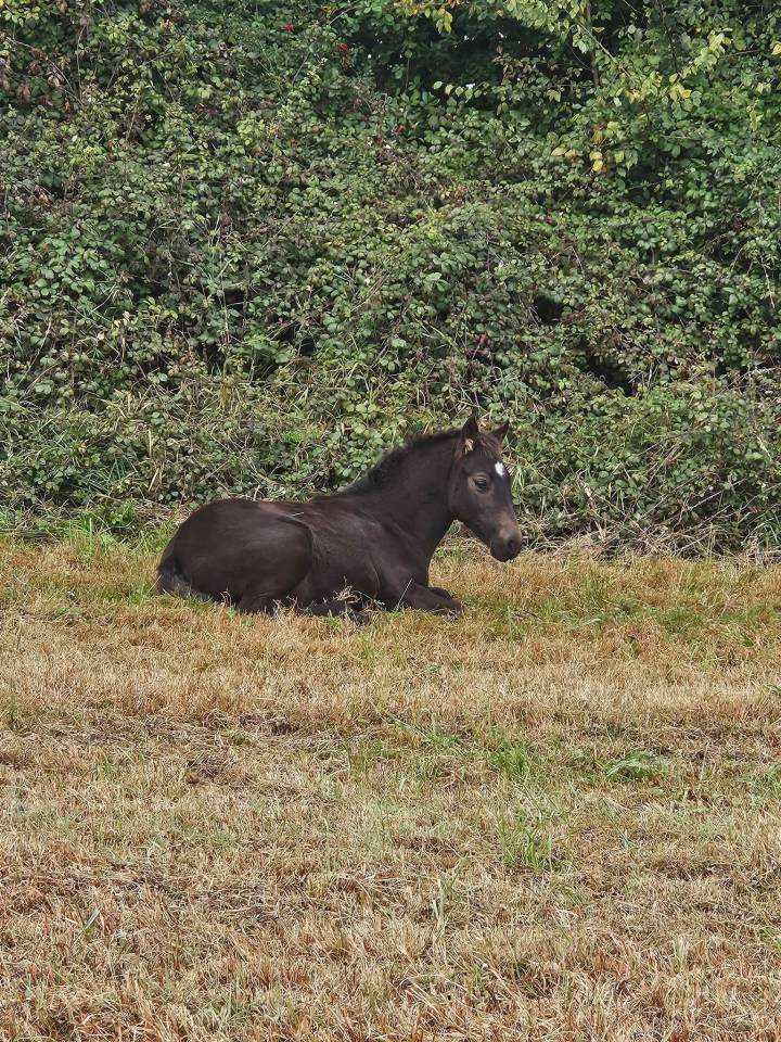 Castrone New Forest In vendita 2025 Isabella ,  L'ancelot du m&eacute;nage