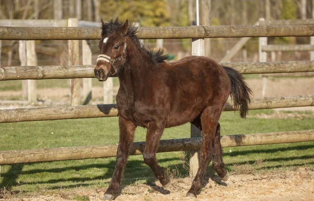 Castrone New Forest In vendita 2025 Isabella ,  L'ancelot du m&eacute;nage