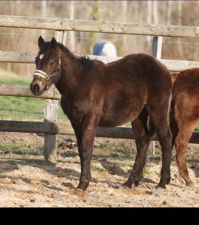 Castrone New Forest In vendita 2025 Isabella ,  L'ancelot du m&eacute;nage