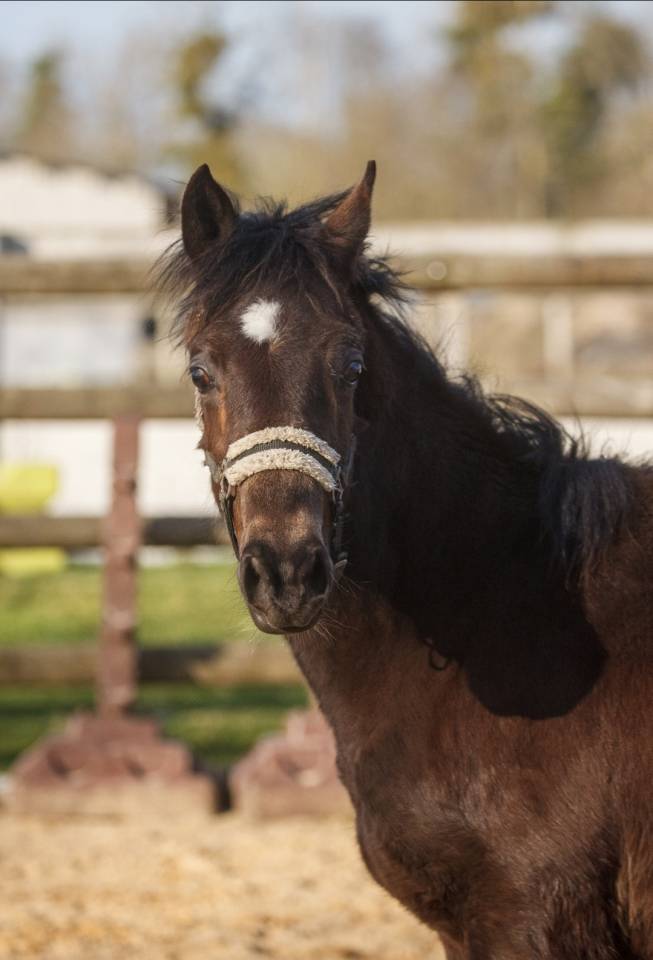 Castrone New Forest In vendita 2025 Isabella ,  L'ancelot du m&eacute;nage