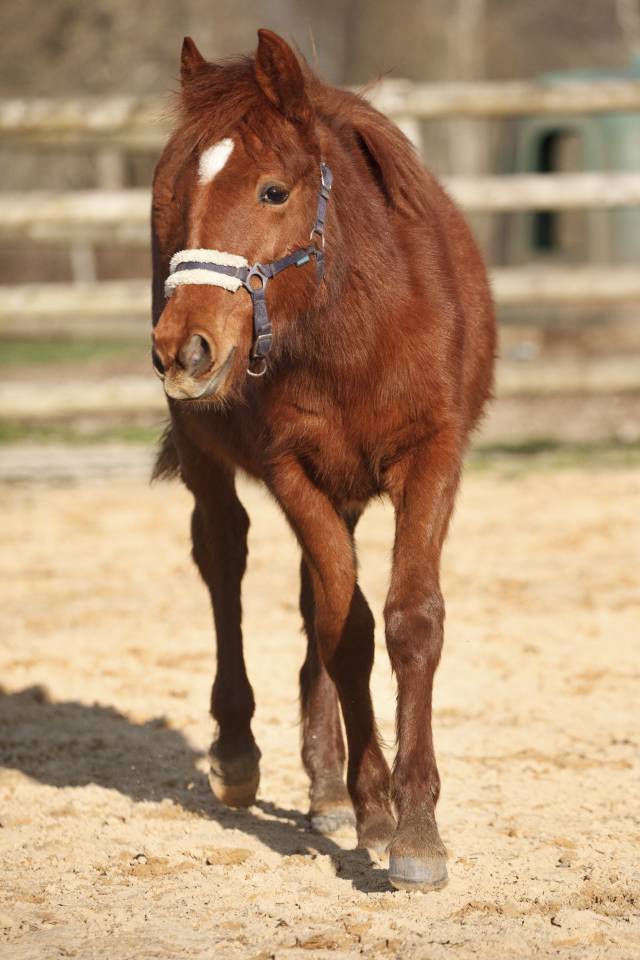 Cavalla New Forest In vendita 2025 Sauro ,  L'ancelot du m&eacute;nage