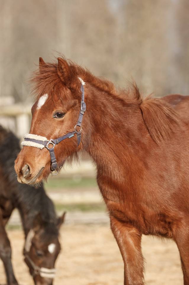 Cavalla New Forest In vendita 2025 Sauro ,  L'ancelot du m&eacute;nage