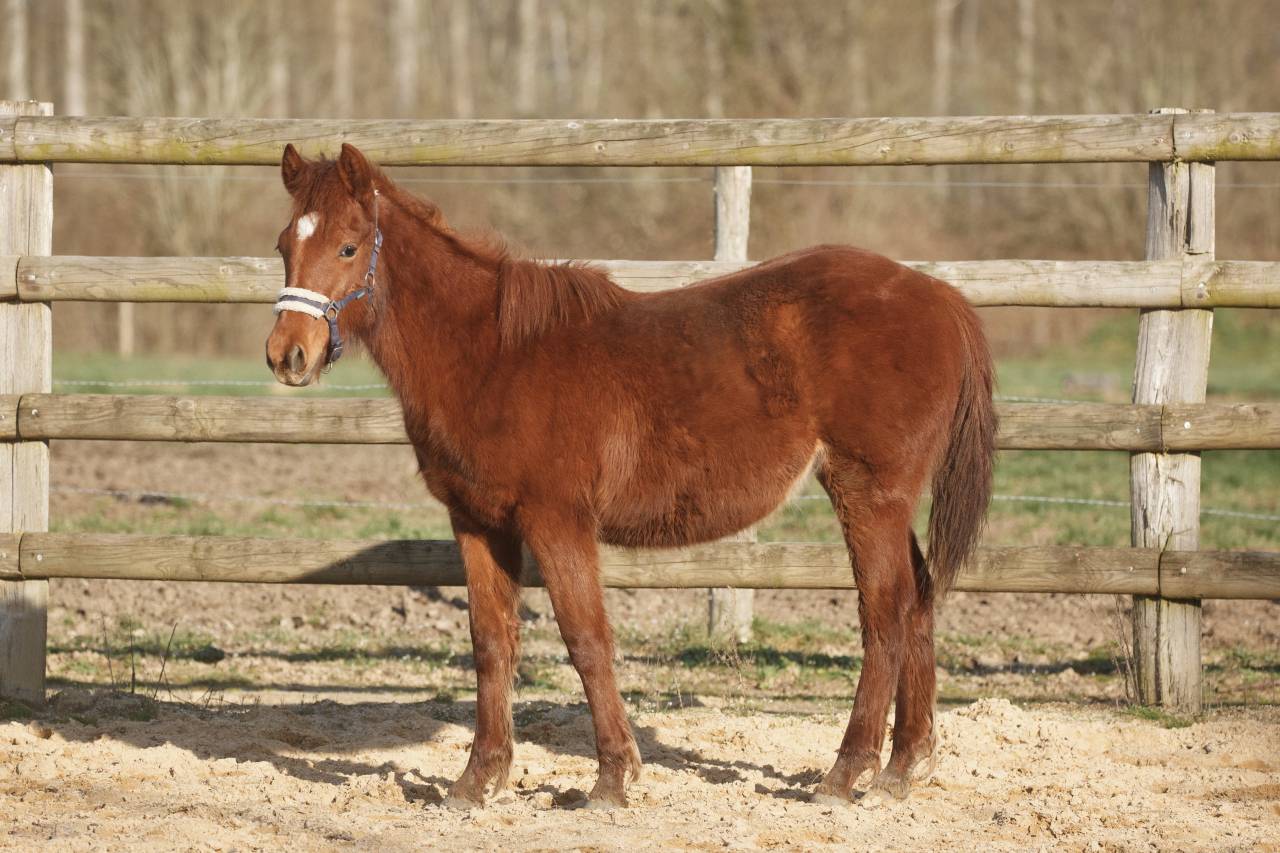 Cavalla New Forest In vendita 2025 Sauro ,  L'ancelot du m&eacute;nage