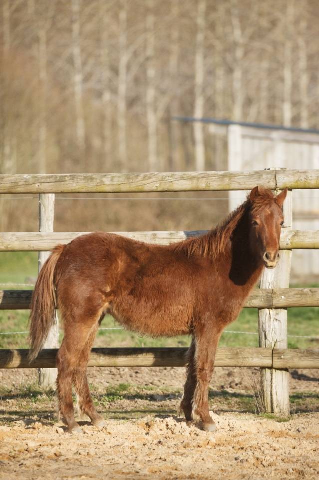 Cavalla New Forest In vendita 2025 Sauro ,  L'ancelot du m&eacute;nage