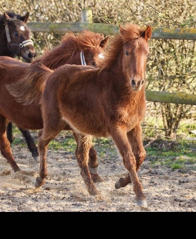 Cavalla New Forest In vendita 2025 Sauro ,  L'ancelot du m&eacute;nage